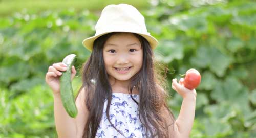 野菜収穫体験