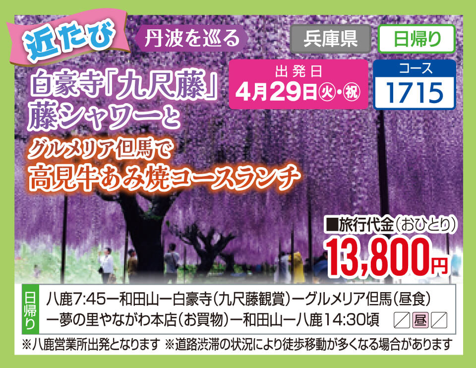 【近たび】白豪寺「九尺藤」藤シャワーとグルメリア但馬で高見牛あみ焼コースランチ